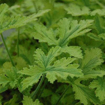 Pelargonium Charity (Scented)