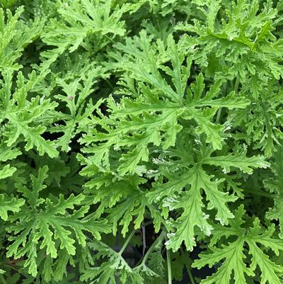Pelargonium hybrid Citronella