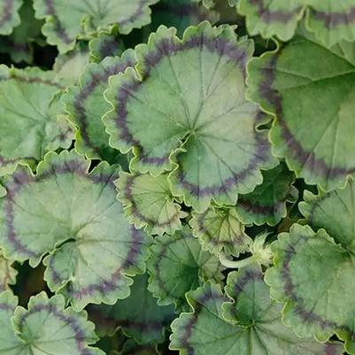 Pelargonium Distinction