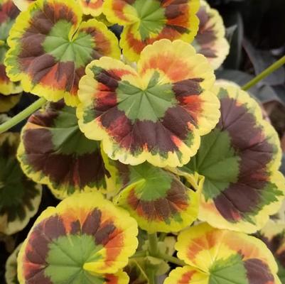 Pelargonium Henry Cox