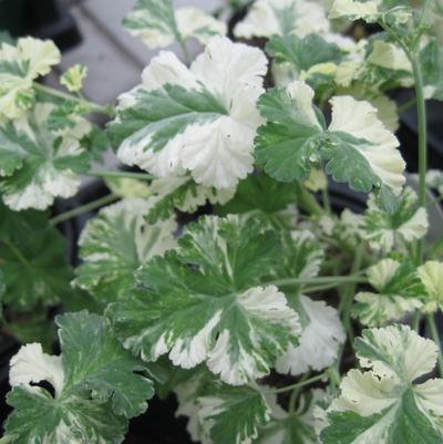 Pelargonium spp. Variegated Nutmeg