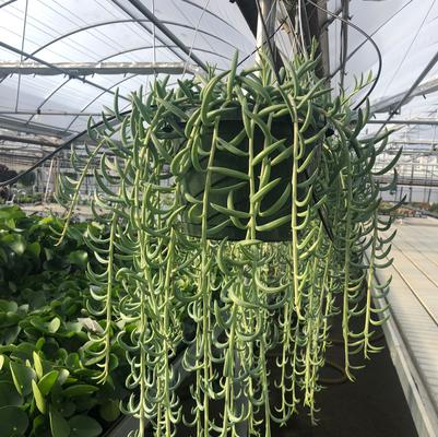 Senecio radicans 