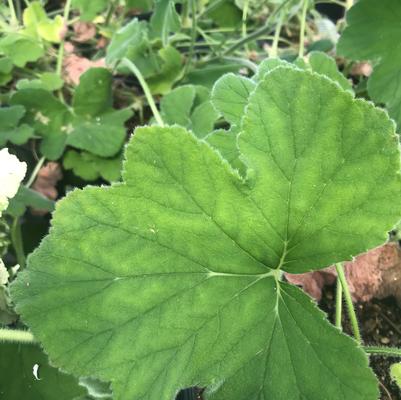 Pelargonium tomentosum Peppermint