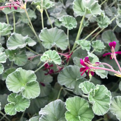 Pelargonium sidoides 