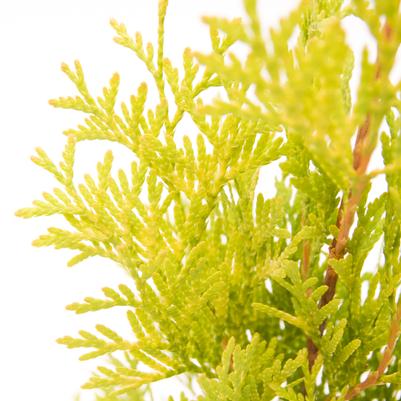 Thuja occidentalis Jantar