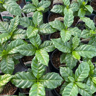 Coffea arabica 