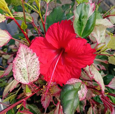 Hibiscus rosa-sinensis Aussie Queen
