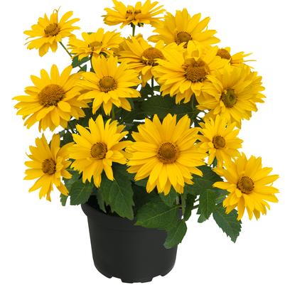 Heliopsis hybrid Bacio Sole d'Oro