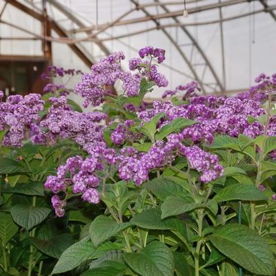 Heliotrope arborescens Fragrant Delight