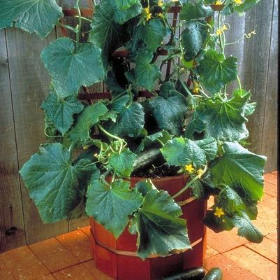 Cucumis sativus Salad Bush