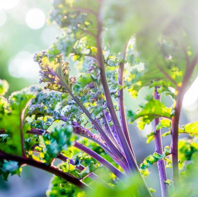 Brassica oleracea Red Curly