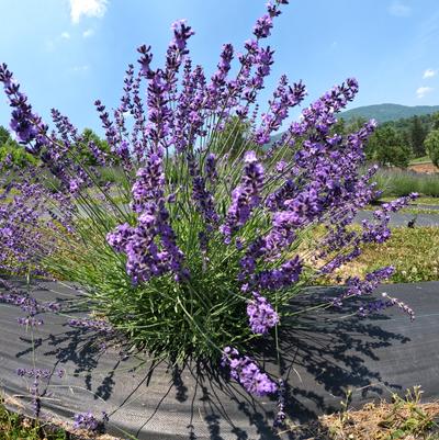 Lavandula angustifolia Royal Velvet