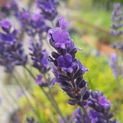 Lavandula x intermedia Asa Blue