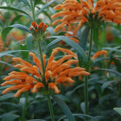 Leonotis leonorus Baby Peace