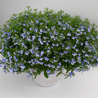 Lobelia hybrid Stratus Bluebird