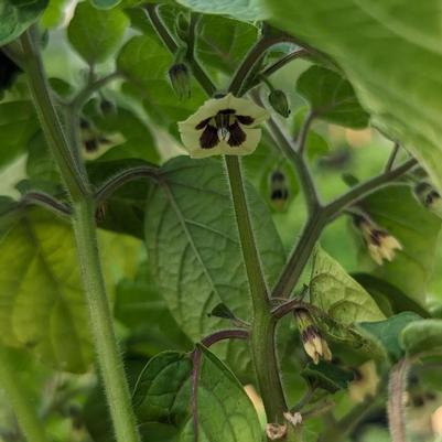 Physalis pruinosa 