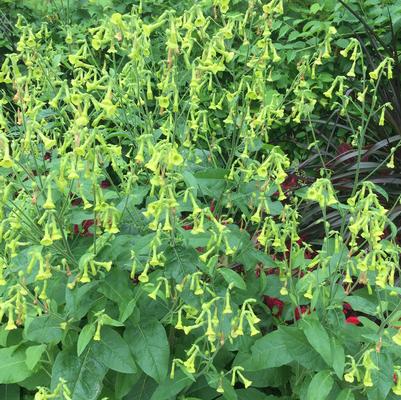 Nicotiana langsdorfii ..