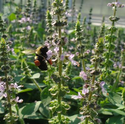 Ocimum basilicum Holy