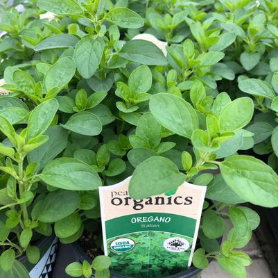 Origanum vulgare Italian