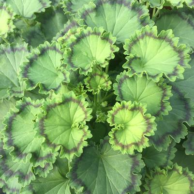 Pelargonium × hortorum Distinction