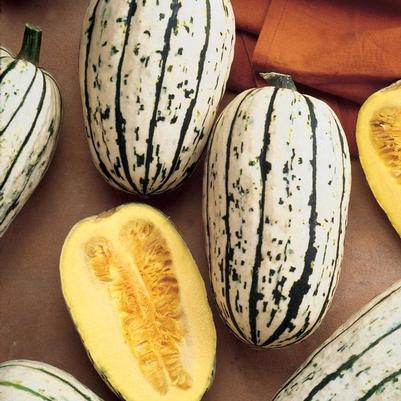 Cucurbita pepo Delicata