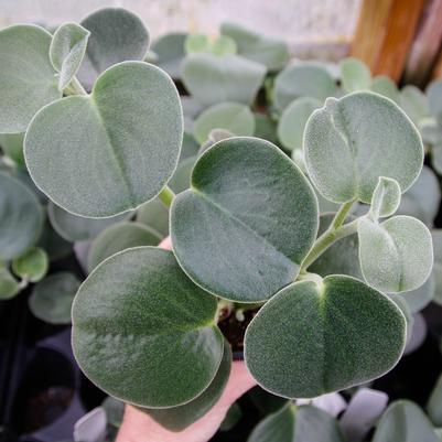 Peperomia incana Felted Pepper Face