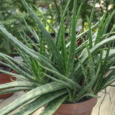 Aloe barbadensis 