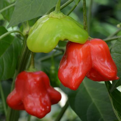 Capsicum annuum Mad Hatter