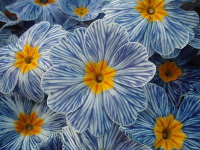 Primula vulgaris Blue Zebra