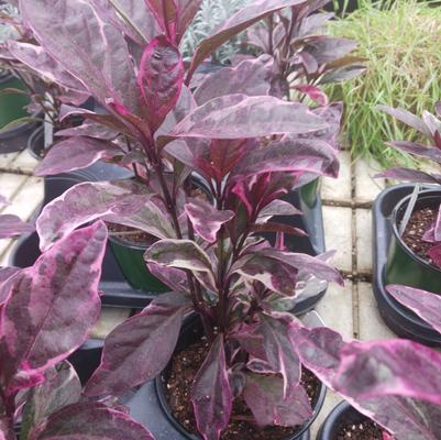 Pseuderanthemum Black Marble