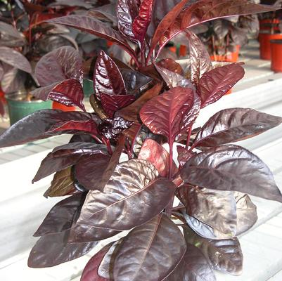 Pseuderanthemum Black Varnish