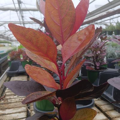 Pseuderanthemum Thai Bronze