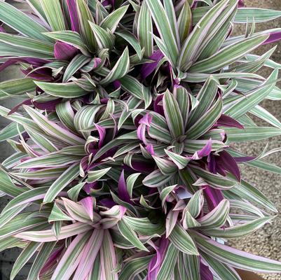 Rhoeo Tradescantia spathaea Tricolor