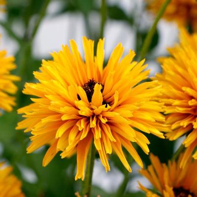 Rudbeckia Lion Cub