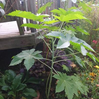 Ricinus zanzibarensis 