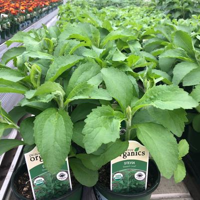 Stevia rebaudiana 