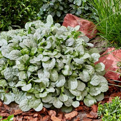 Ajuga reptans Princess Elsa
