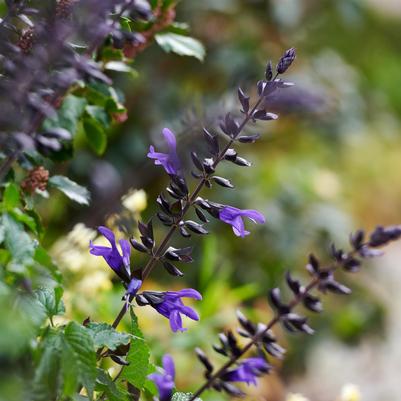 Salvia guaranitica Salgoon Lake Blueberry