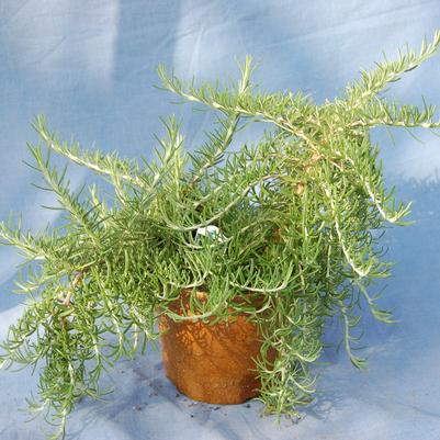 Salvia rosmarinus Foxtail