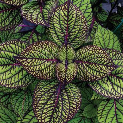 Coleus scutellarioides Fishnet Stockings