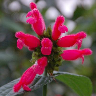 Salvia oxyphora ..