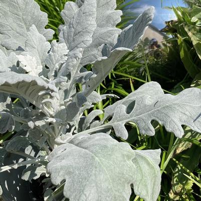 Senecio cineraria Silver Gleam