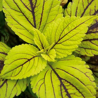 Coleus scutellarioides Gay's Delight