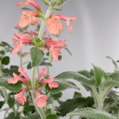 Stachys albotomentosa 