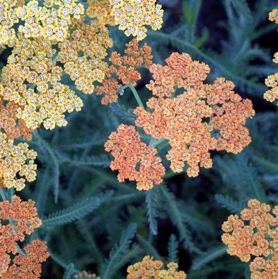 Achillea millefolium Terra Cotta