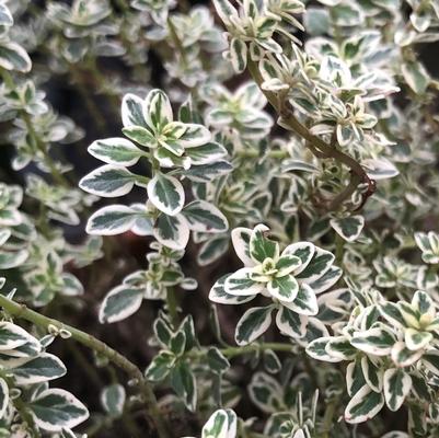 Thymus vulgaris Sparkling Bright™