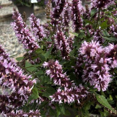 Agastache Beelicious Pink