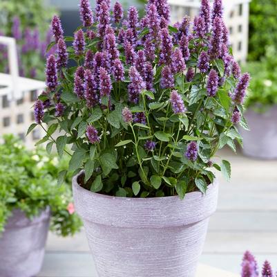 Agastache Beelicious Purple