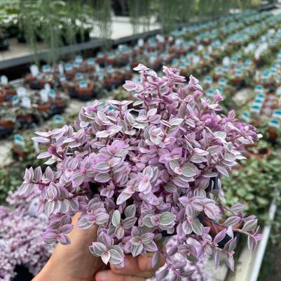 Tradescantia albiflora Pink Panther