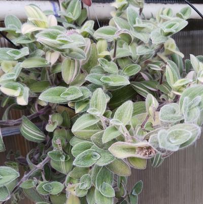 Tradescantia sillamontana Variegated